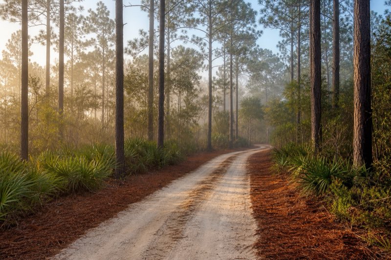 Newly cleared dirt access road curving through tall loblolly pines on sandy soil, mulched edges lining both sides of the corridor