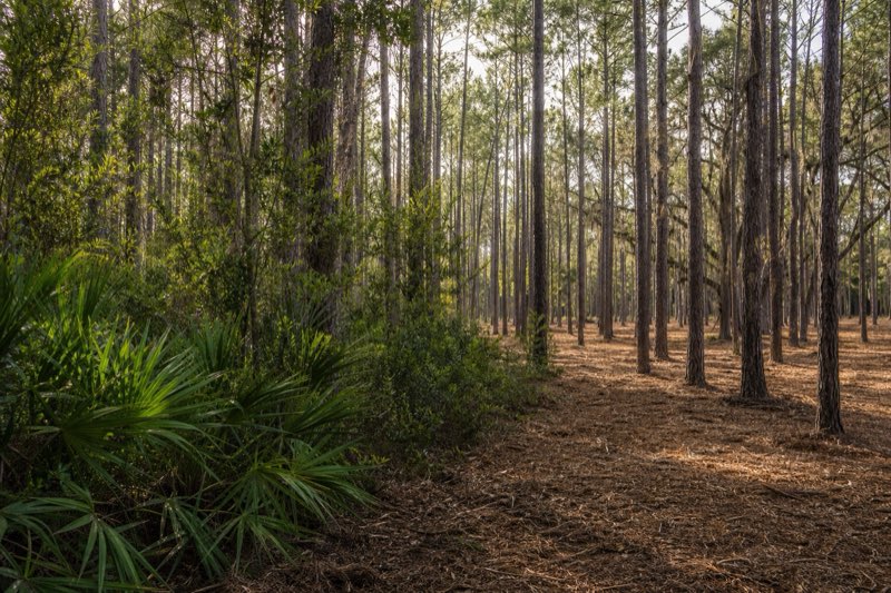 Cleared understory beneath tall pines and a live oak, fresh mulch covering the ground where dense shrub thicket was removed